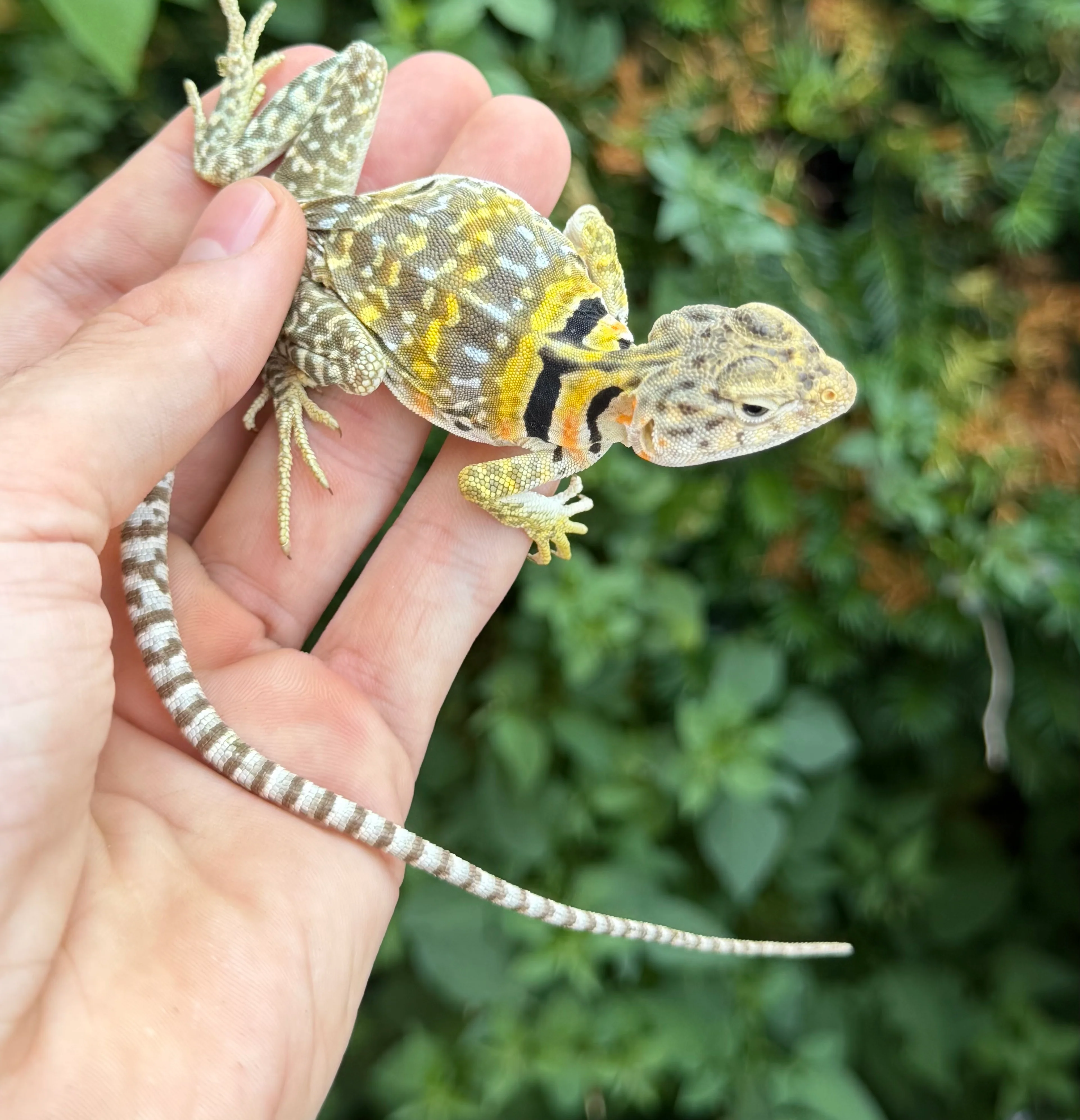 Other Lizards